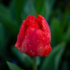 Rote Tulpe