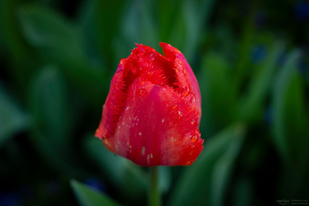 Rote Tulpe