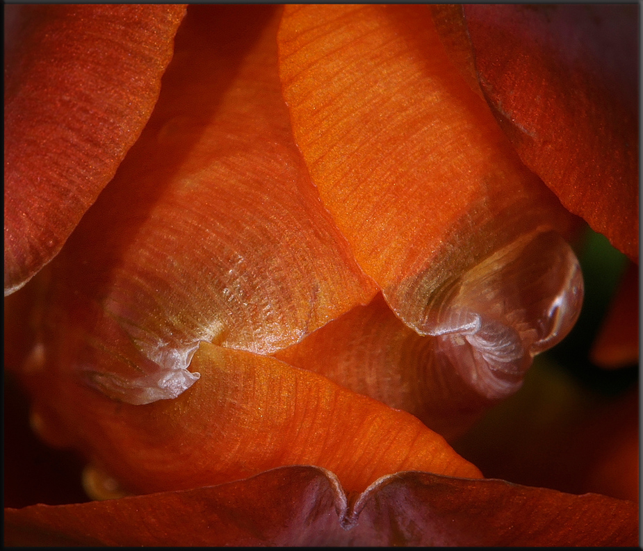 Rote Tulpe 2