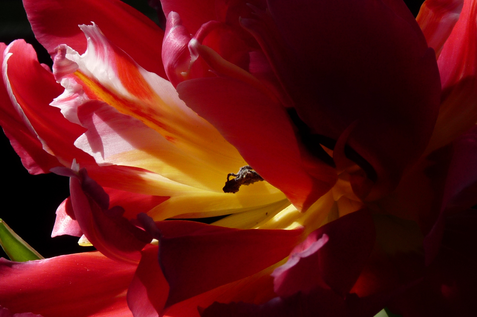 rote Tulpe 2