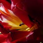 rote Tulpe 2