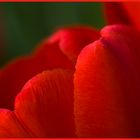 Rote Tulpe