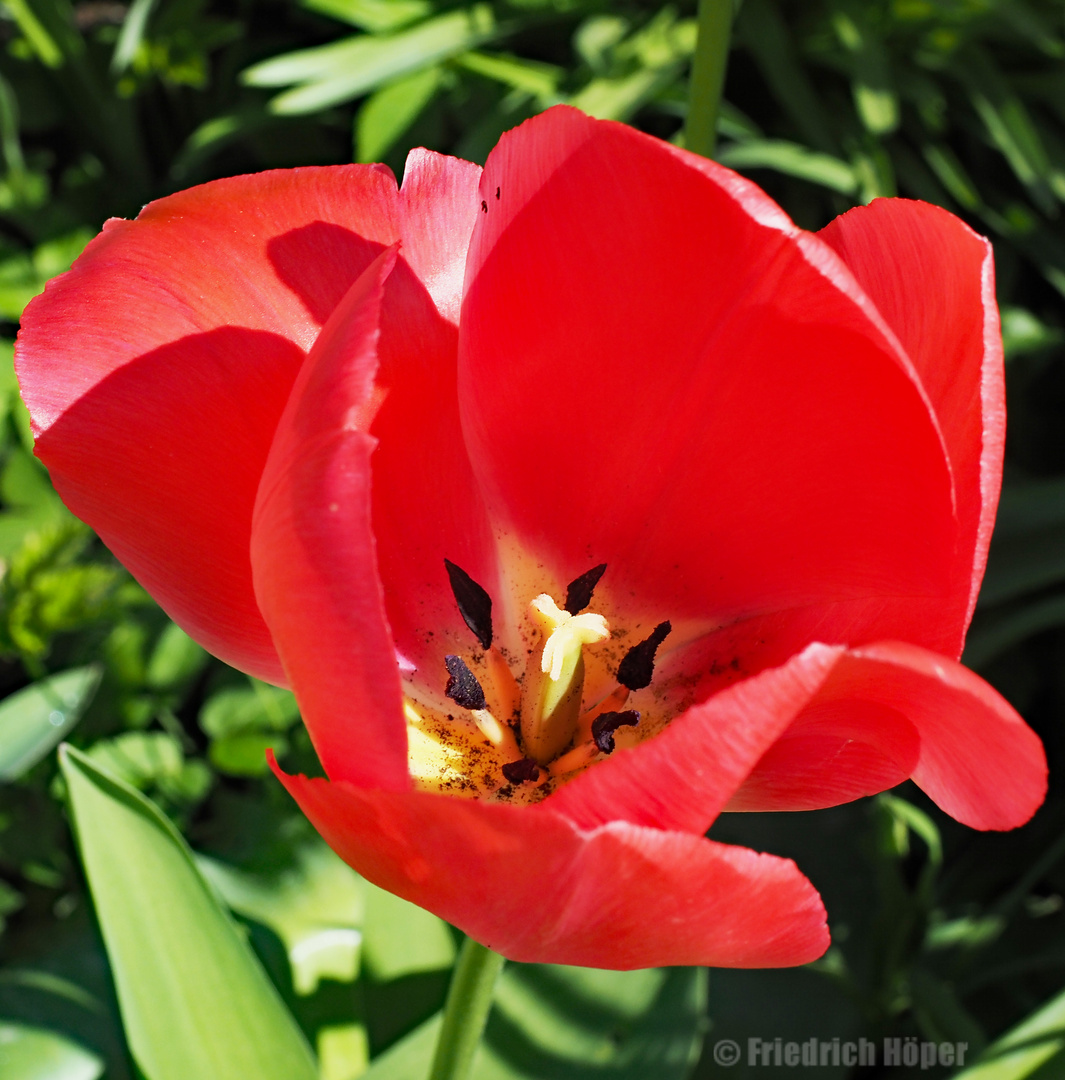 Rote Tulpe