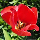 Rote Tulpe