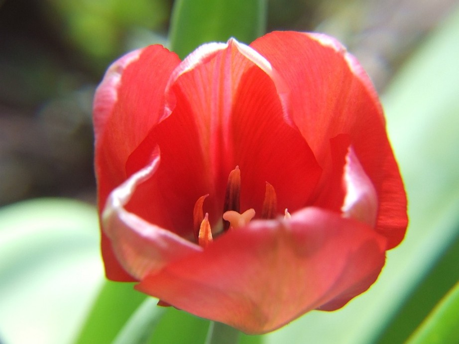 Rote Tulpe