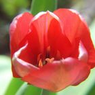 Rote Tulpe