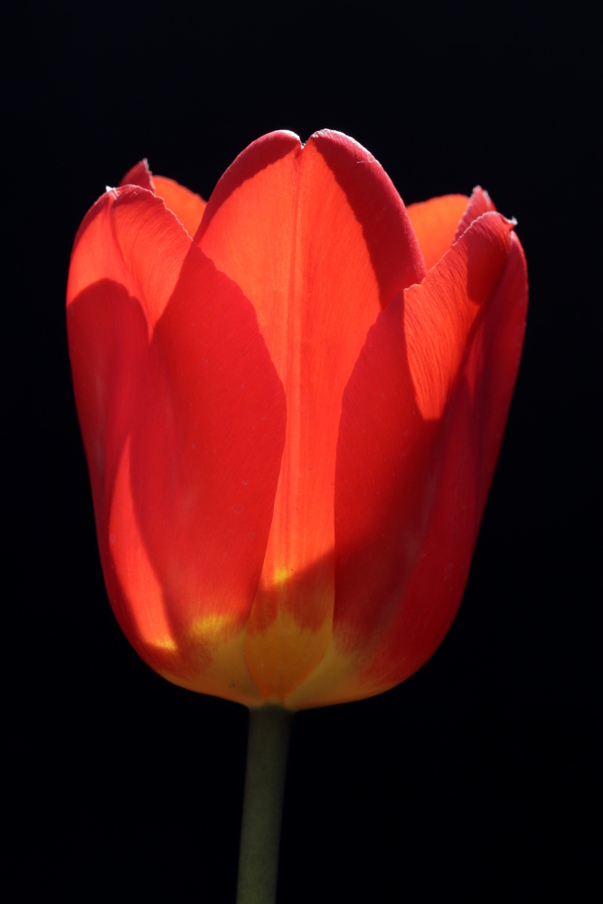 rote Tulpe