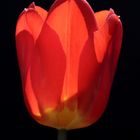 rote Tulpe