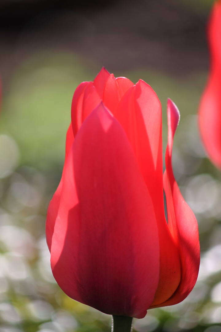 Rote Tulpe