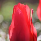 Rote Tulpe