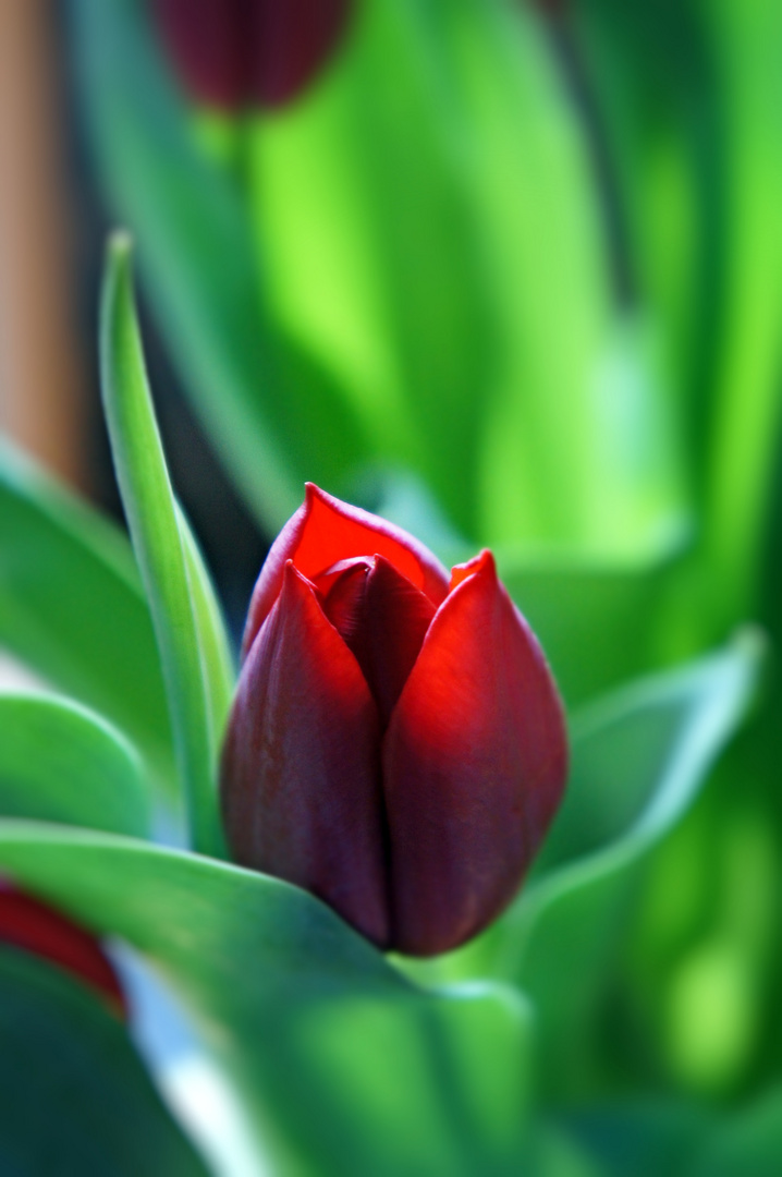 rote Tulpe