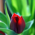 rote Tulpe