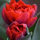 **Rote Tulpe**