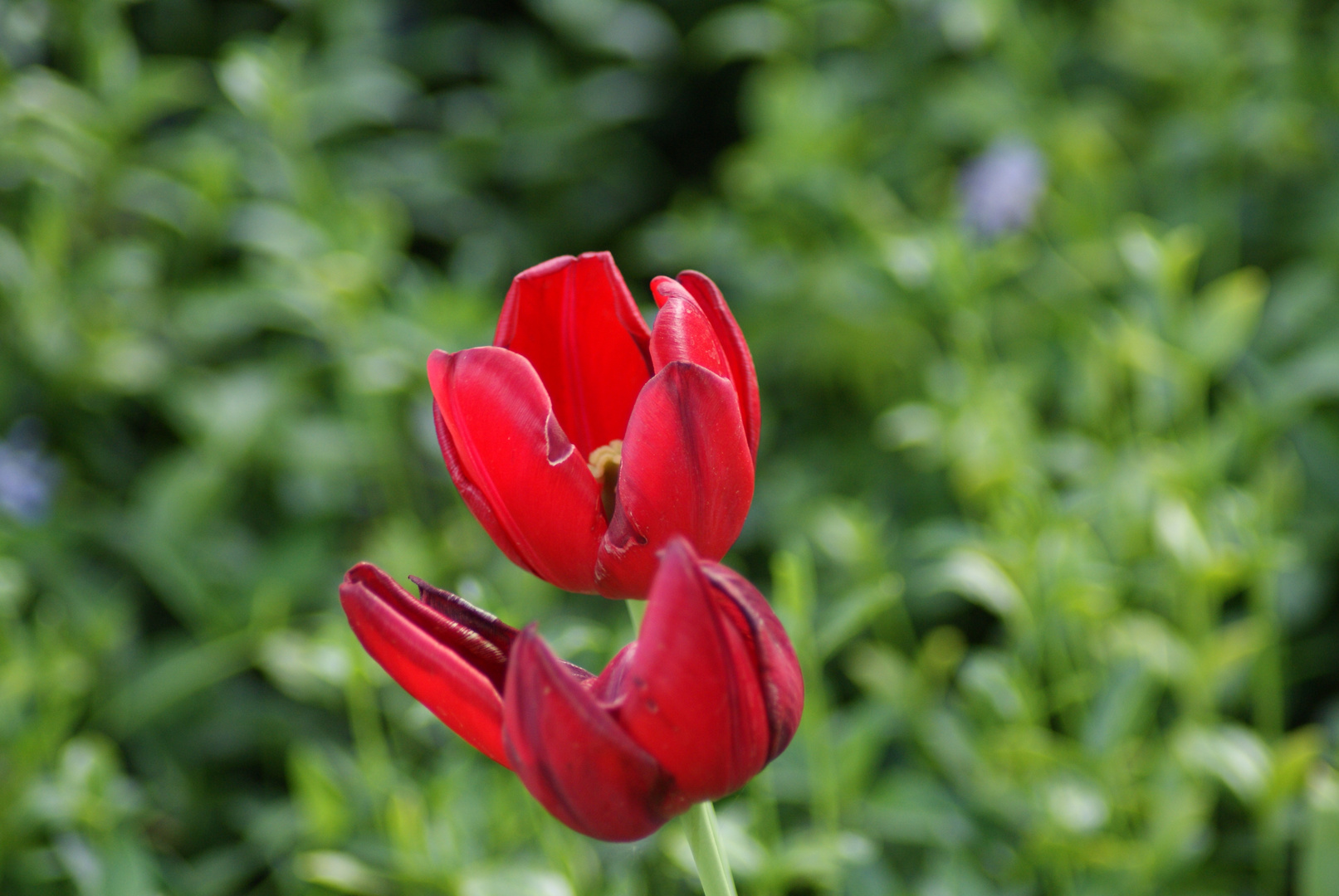 Rote Tulpe