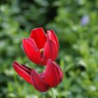 Rote Tulpe