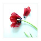 Rote Tulpe