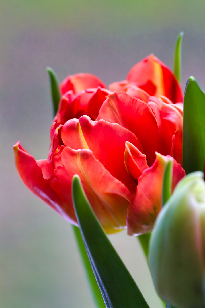 Rote Tulpe