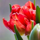 Rote Tulpe