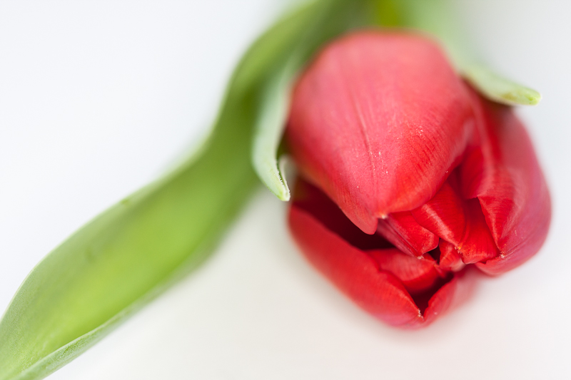 rote Tulpe