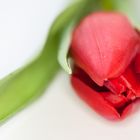 rote Tulpe