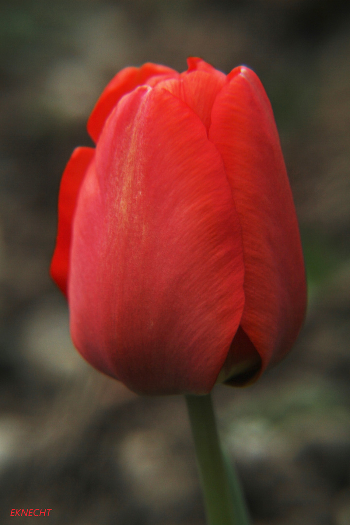 Rote Tulpe