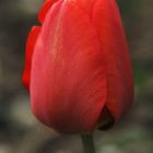 Rote Tulpe