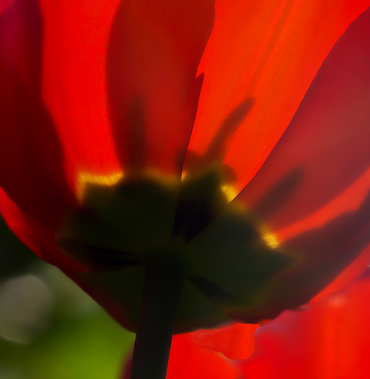 Rote Tulpe