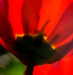 Rote Tulpe