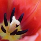 Rote Tulpe