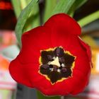 Rote Tulpe