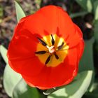 rote Tulpe