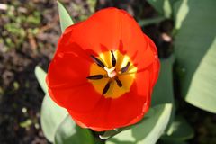 rote Tulpe