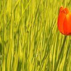 Rote Tulpe