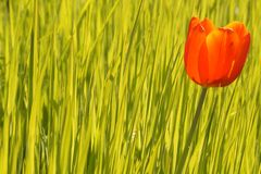 Rote Tulpe