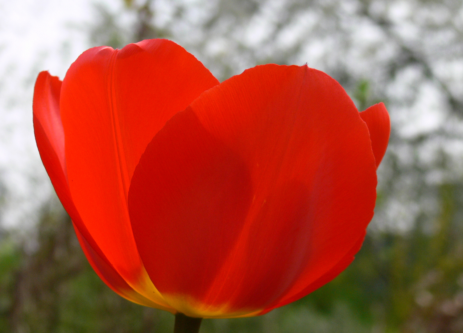 rote tulpe