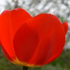 rote tulpe