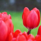 Rote Tulpe