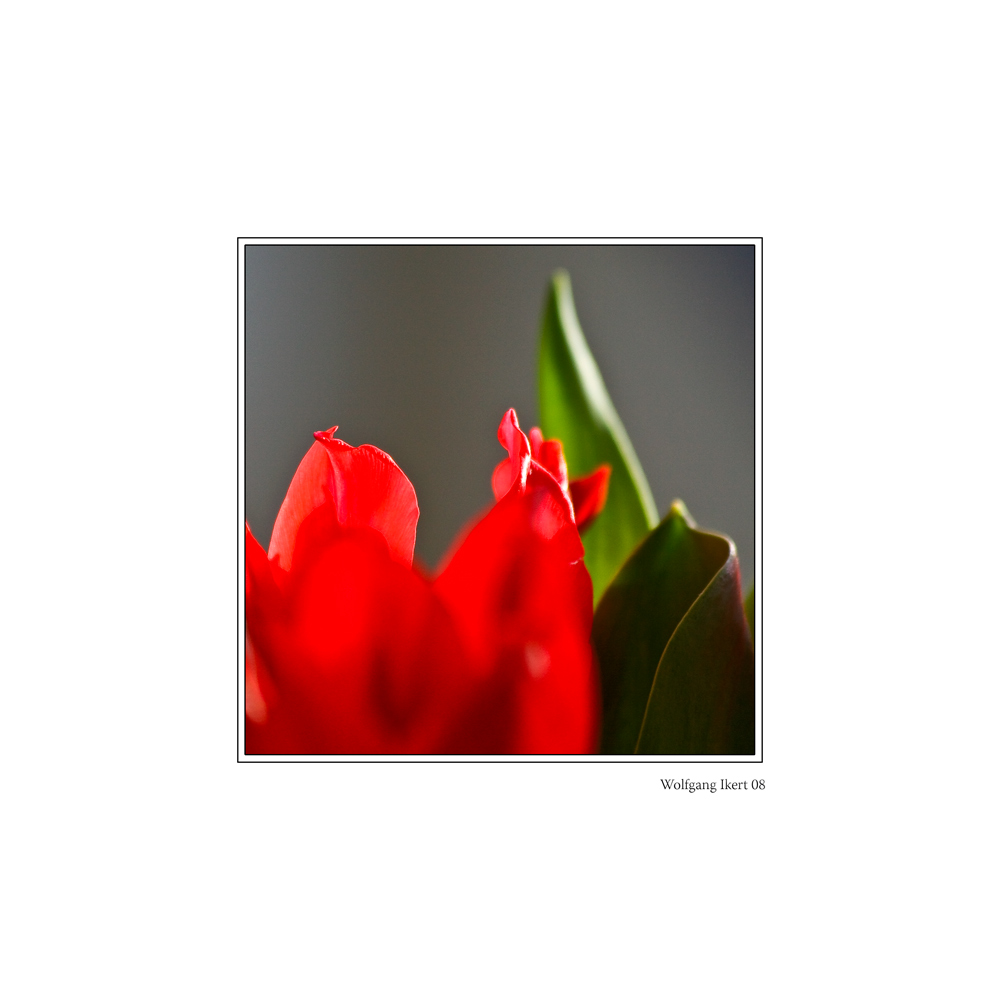 rote tulpe