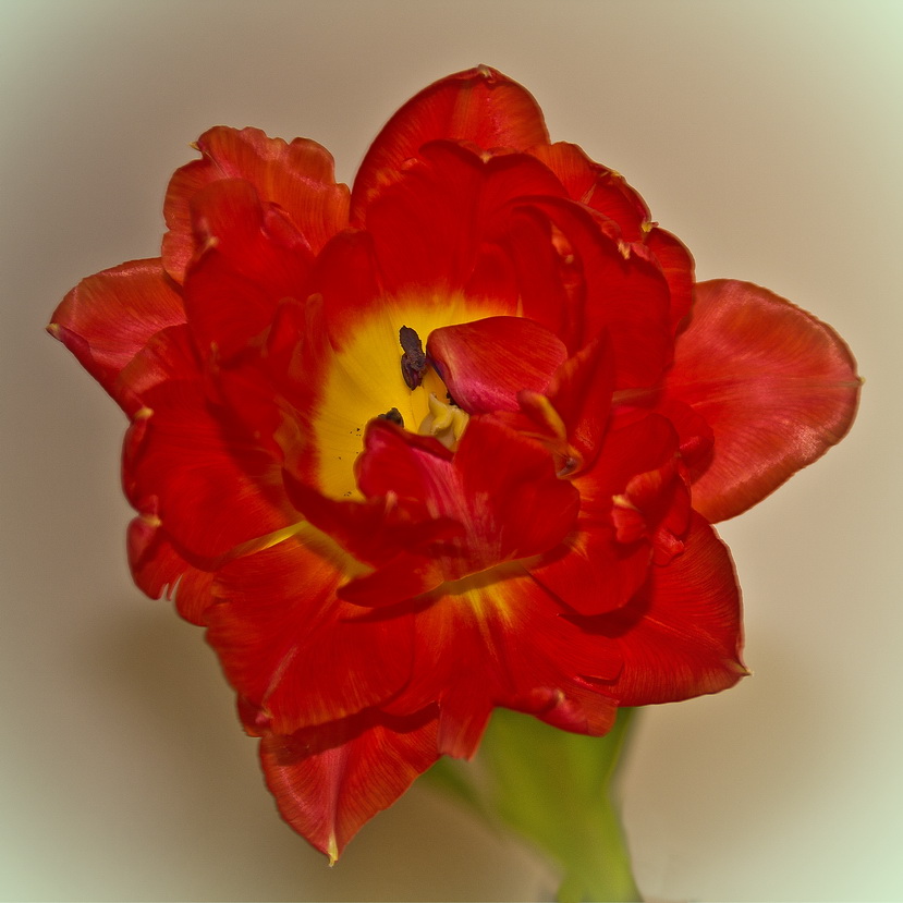 Rote Tulpe