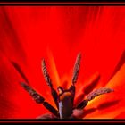 Rote Tulpe