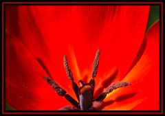 Rote Tulpe