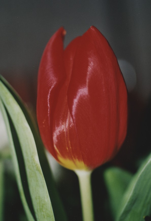 rote Tulpe