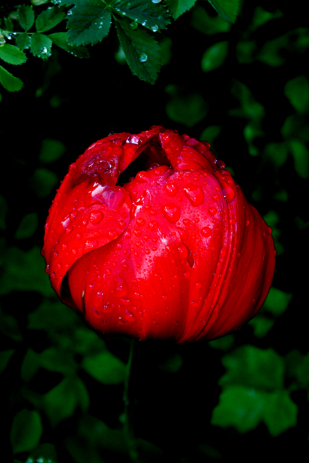 rote Tulpe