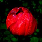 rote Tulpe