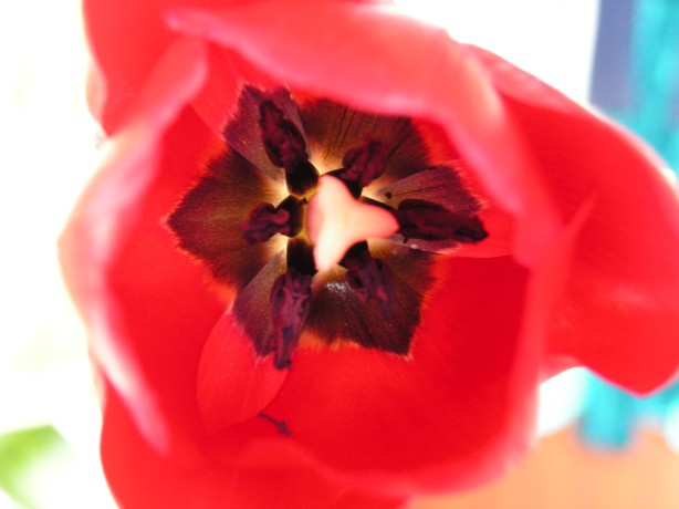 Rote Tulpe