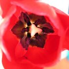 Rote Tulpe