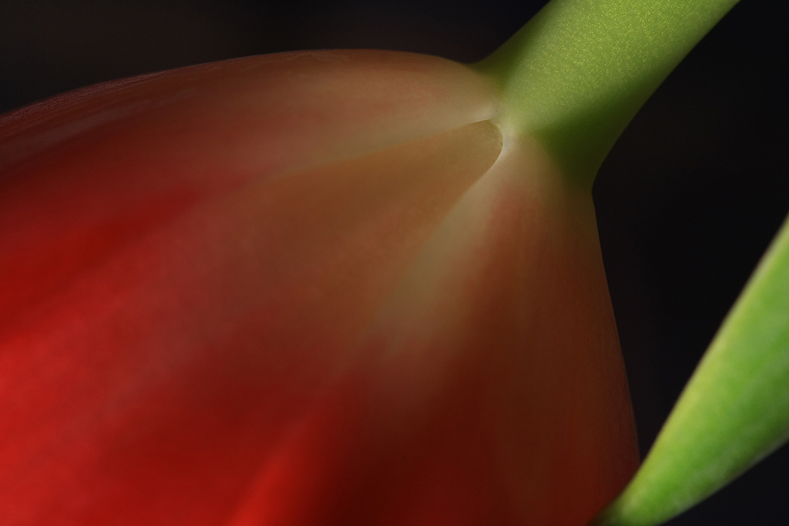 Rote Tulpe