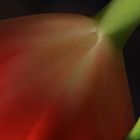 Rote Tulpe