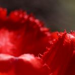 Rote Tulpe