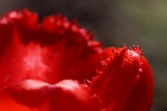 Rote Tulpe